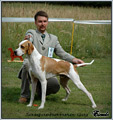 Escudo Kennel handling i hodowla sznaucer�w miniaturowych pieprz i s�l oraz sznaucer�w olbrzym�w czarnych