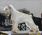 Escudo Kennel handling i hodowla sznaucer�w miniaturowych pieprz i s�l oraz sznaucer�w olbrzym�w czarnych