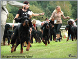 Escudo Kennel handling i hodowla sznaucer�w miniaturowych pieprz i s�l oraz sznaucer�w olbrzym�w czarnych