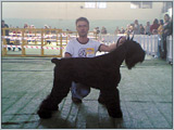Escudo Kennel handling i hodowla sznaucer�w miniaturowych pieprz i s�l oraz sznaucer�w olbrzym�w czarnych