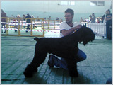 Escudo Kennel handling i hodowla sznaucer�w miniaturowych pieprz i s�l oraz sznaucer�w olbrzym�w czarnych