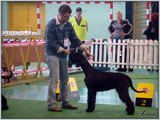 Escudo Kennel handling i hodowla sznaucer�w miniaturowych pieprz i s�l oraz sznaucer�w olbrzym�w czarnych