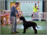Escudo Kennel handling i hodowla sznaucer�w miniaturowych pieprz i s�l oraz sznaucer�w olbrzym�w czarnych