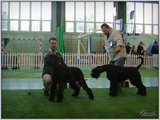 Escudo Kennel handling i hodowla sznaucer�w miniaturowych pieprz i s�l oraz sznaucer�w olbrzym�w czarnych