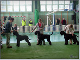 Escudo Kennel handling i hodowla sznaucer�w miniaturowych pieprz i s�l oraz sznaucer�w olbrzym�w czarnych