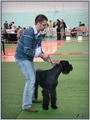 Escudo Kennel handling i hodowla sznaucer�w miniaturowych pieprz i s�l oraz sznaucer�w olbrzym�w czarnych