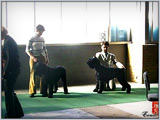 Escudo Kennel handling i hodowla sznaucer�w miniaturowych pieprz i s�l oraz sznaucer�w olbrzym�w czarnych