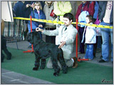Escudo Kennel handling i hodowla sznaucer�w miniaturowych pieprz i s�l oraz sznaucer�w olbrzym�w czarnych