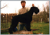 Escudo Kennel handling i hodowla sznaucer�w miniaturowych pieprz i s�l oraz sznaucer�w olbrzym�w czarnych