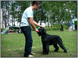 Escudo Kennel handling i hodowla sznaucer�w miniaturowych pieprz i s�l oraz sznaucer�w olbrzym�w czarnych