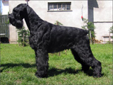 Escudo Kennel handling i hodowla sznaucer�w miniaturowych pieprz i s�l oraz sznaucer�w olbrzym�w czarnych