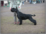http://www.escudokennel.com/handling/kent1m.jpg