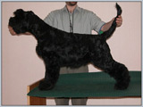 http://www.escudokennel.com/handling/kent2m.jpg