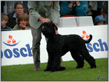 Escudo Kennel handling i hodowla sznaucer�w miniaturowych pieprz i s�l oraz sznaucer�w olbrzym�w czarnych