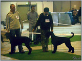 Escudo Kennel handling i hodowla sznaucer�w miniaturowych pieprz i s�l oraz sznaucer�w olbrzym�w czarnych
