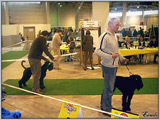 Escudo Kennel handling i hodowla sznaucer�w miniaturowych pieprz i s�l oraz sznaucer�w olbrzym�w czarnych
