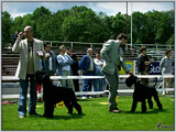 Escudo Kennel handling i hodowla sznaucer�w miniaturowych pieprz i s�l oraz sznaucer�w olbrzym�w czarnych