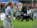 Escudo Kennel handling i hodowla sznaucer�w miniaturowych pieprz i s�l oraz sznaucer�w olbrzym�w czarnych