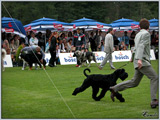Escudo Kennel handling i hodowla sznaucer�w miniaturowych pieprz i s�l oraz sznaucer�w olbrzym�w czarnych