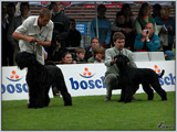 Escudo Kennel handling i hodowla sznaucer�w miniaturowych pieprz i s�l oraz sznaucer�w olbrzym�w czarnych