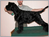 Escudo Kennel handling i hodowla sznaucer�w miniaturowych pieprz i s�l oraz sznaucer�w olbrzym�w czarnych