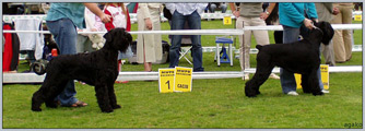 Escudo Kennel handling i hodowla sznaucer�w miniaturowych pieprz i s�l oraz sznaucer�w olbrzym�w czarnych