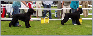 Escudo Kennel handling i hodowla sznaucer�w miniaturowych pieprz i s�l oraz sznaucer�w olbrzym�w czarnych