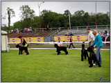 Escudo Kennel handling i hodowla sznaucer�w miniaturowych pieprz i s�l oraz sznaucer�w olbrzym�w czarnych