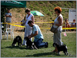 Escudo Kennel handling i hodowla sznaucer�w miniaturowych pieprz i s�l oraz sznaucer�w olbrzym�w czarnych