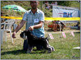 Escudo Kennel handling i hodowla sznaucer�w miniaturowych pieprz i s�l oraz sznaucer�w olbrzym�w czarnych