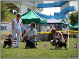 Escudo Kennel handling i hodowla sznaucer�w miniaturowych pieprz i s�l oraz sznaucer�w olbrzym�w czarnych
