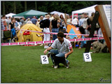 Escudo Kennel handling i hodowla sznaucer�w miniaturowych pieprz i s�l oraz sznaucer�w olbrzym�w czarnych