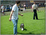 Escudo Kennel handling i hodowla sznaucer�w miniaturowych pieprz i s�l oraz sznaucer�w olbrzym�w czarnych