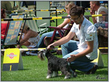 Escudo Kennel handling i hodowla sznaucer�w miniaturowych pieprz i s�l oraz sznaucer�w olbrzym�w czarnych