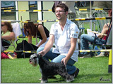 Escudo Kennel handling i hodowla sznaucer�w miniaturowych pieprz i s�l oraz sznaucer�w olbrzym�w czarnych