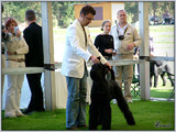 Escudo Kennel handling i hodowla sznaucer�w miniaturowych pieprz i s�l oraz sznaucer�w olbrzym�w czarnych