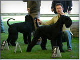 Escudo Kennel handling i hodowla sznaucer�w miniaturowych pieprz i s�l oraz sznaucer�w olbrzym�w czarnych