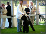 Escudo Kennel handling i hodowla sznaucer�w miniaturowych pieprz i s�l oraz sznaucer�w olbrzym�w czarnych