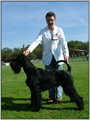 Escudo Kennel handling i hodowla sznaucer�w miniaturowych pieprz i s�l oraz sznaucer�w olbrzym�w czarnych