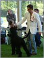 Escudo Kennel handling i hodowla sznaucer�w miniaturowych pieprz i s�l oraz sznaucer�w olbrzym�w czarnych