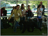 Escudo Kennel handling i hodowla sznaucer�w miniaturowych pieprz i s�l oraz sznaucer�w olbrzym�w czarnych