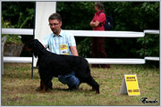 Escudo Kennel handling i hodowla sznaucer�w miniaturowych pieprz i s�l oraz sznaucer�w olbrzym�w czarnych