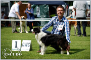Escudo Kennel handling i hodowla sznaucer�w miniaturowych pieprz i s�l oraz sznaucer�w olbrzym�w czarnych