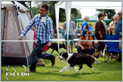 Escudo Kennel handling i hodowla sznaucer�w miniaturowych pieprz i s�l oraz sznaucer�w olbrzym�w czarnych