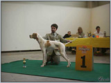 Escudo Kennel handling i hodowla sznaucer�w miniaturowych pieprz i s�l oraz sznaucer�w olbrzym�w czarnych