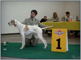 Escudo Kennel handling i hodowla sznaucer�w miniaturowych pieprz i s�l oraz sznaucer�w olbrzym�w czarnych