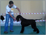 Escudo Kennel handling i hodowla sznaucer�w miniaturowych pieprz i s�l oraz sznaucer�w olbrzym�w czarnych