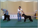 Escudo Kennel handling i hodowla sznaucer�w miniaturowych pieprz i s�l oraz sznaucer�w olbrzym�w czarnych