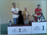Escudo Kennel handling i hodowla sznaucer�w miniaturowych pieprz i s�l oraz sznaucer�w olbrzym�w czarnych