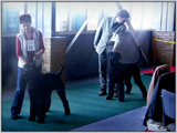 Escudo Kennel handling i hodowla sznaucer�w miniaturowych pieprz i s�l oraz sznaucer�w olbrzym�w czarnych